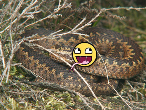 Adder with lolface.