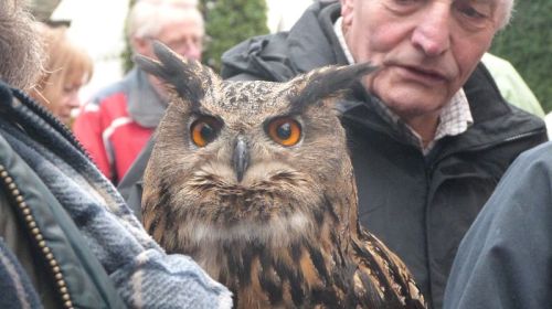 European eagle owl 