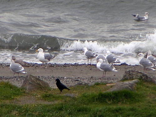 seagulls and crow