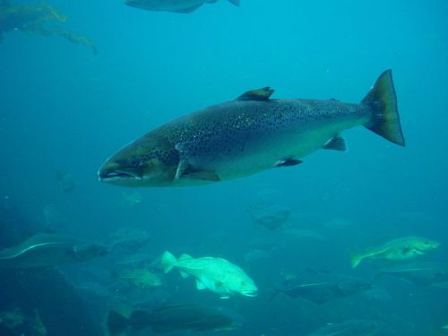 Atlantic Salmon photo