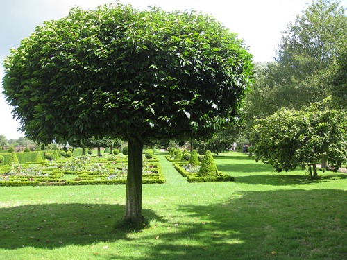 Well-maintained laurel tree (Laurus nobilis) in Westbury Court Gardens. Photograph by Pauline Eccles.