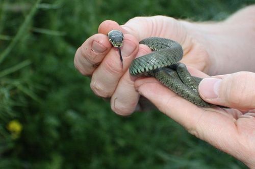 Oh yes, it happens. Grass snake  (Natrix natrix) photographed by Thomas Browne and shared under CC-BY 2.0 license) 