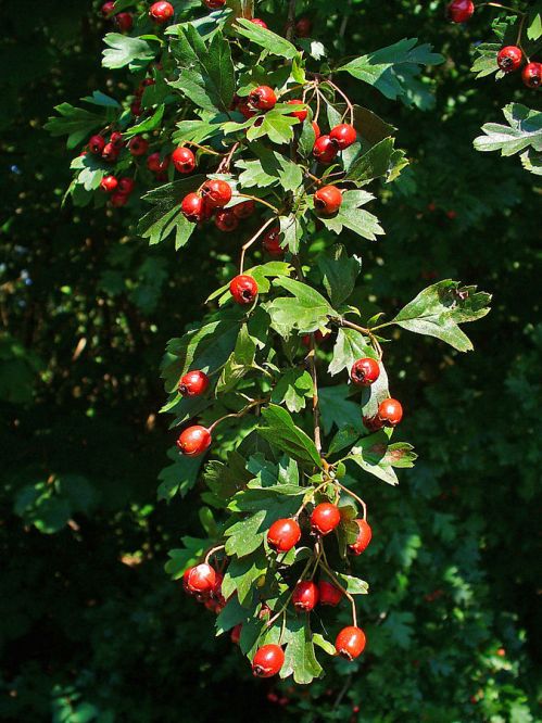 Hawthorn (Crataegus monogyna) with hawes (fruit). ‘Culpeper’s Herbal’ recommends the seeds of these as a medicine for edema, diarrhoea and stomach cramps (1995 ed.:128). The flesh of the hawes (not the seeds) and the new leaves are often eaten (Milner, 2011:84. Photograph by H. Zell and licensed under CC-BY-SA 3.0. 