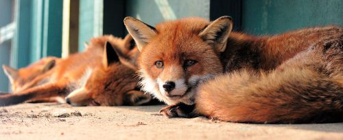 Two foxes lie down, one has its head up. Their coats are a reddish-orange colour.